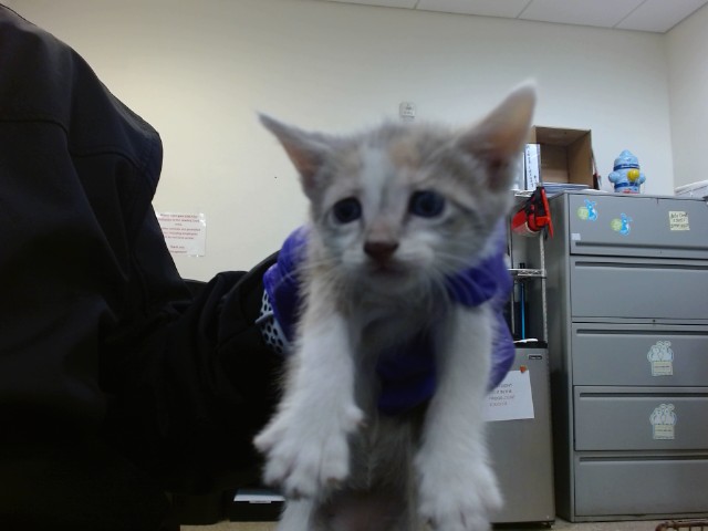 Shelter Stray Female Cat last seen Near BLOCK NW 18 ST, Doral, FL 33122