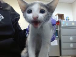 Shelter Stray Female Cat last seen Near BLOCK NW 18 ST, Doral, FL 33122