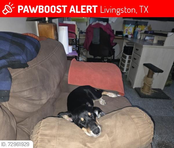 Lost Female Dog last seen Ernest Cochran Road , Livingston, TX 77351