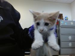 Shelter Stray Female Cat last seen Near BLOCK NW 18 ST, Doral, FL 33122
