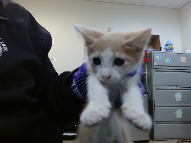 Shelter Stray Female Cat last seen Near BLOCK NW 18 ST, Doral, FL 33122