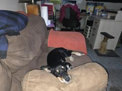 Lost Female Dog last seen Ernest Cochran Road , Livingston, TX 77351