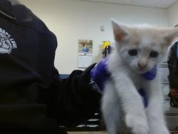 Shelter Stray Female Cat last seen Near BLOCK NW 18 ST, Doral, FL 33122