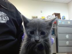 Shelter Stray Female Cat last seen Near BLOCK NW 18 ST, Doral, FL 33122