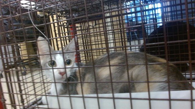 Shelter Stray Female Cat last seen Near BLOCK NW 18 ST, Doral, FL 33122