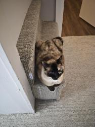 Lost Female Cat last seen N Boyer road and Vedelwood road, Ponderay, ID 83840