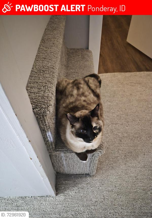 Lost Female Cat last seen N Boyer road and Vedelwood road, Ponderay, ID 83840