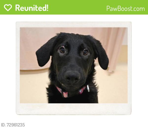 Reunited Female Dog last seen NE Killingsworth St, Portland, OR, USA, Portland, OR 97218