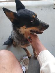 Found/Stray Female Dog last seen Palm St, Hesperia, CA 92345
