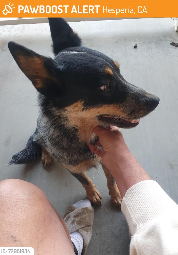 Found/Stray Female Dog last seen Palm St, Hesperia, CA 92345