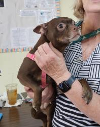 Found/Stray Female Dog last seen Near NW Paramore , Topeka, KS 66608