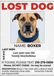 Lost Male Dog last seen Tezel@Guilbeau , San Antonio, TX 78250