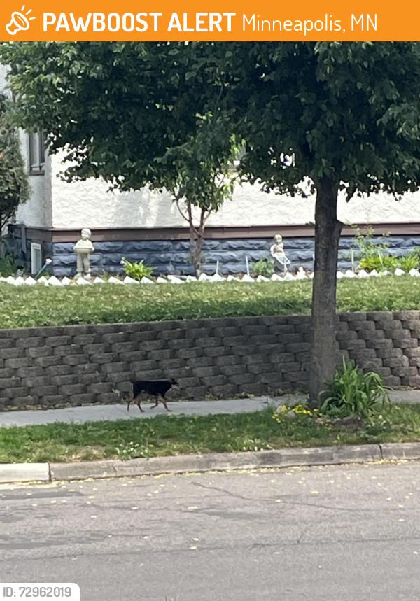 Found/Stray Unknown Dog last seen Green central park, Minneapolis, MN 55408