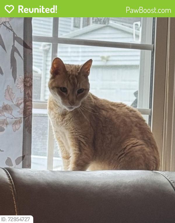 Reunited Female Cat last seen Ziegler Road Pittston, Pittston, PA 18640