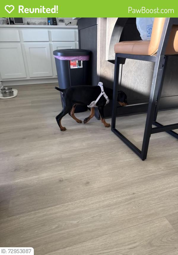 Reunited Female Dog last seen Billowing way , Kyle, TX 78640