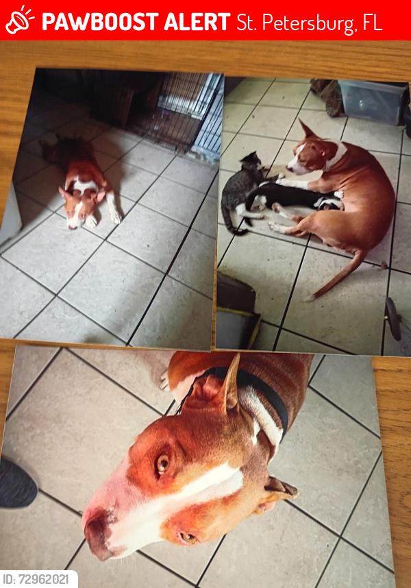 Lost Male Dog last seen 37th st and 9th ave s , St. Petersburg, FL 33711