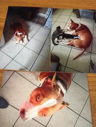 Lost Male Dog last seen 37th st and 9th ave s , St. Petersburg, FL 33711