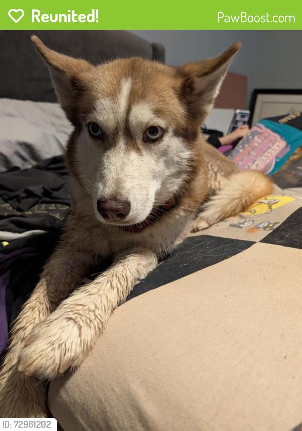 Reunited Female Dog last seen Southern and Unser, Rio Rancho, NM 87124