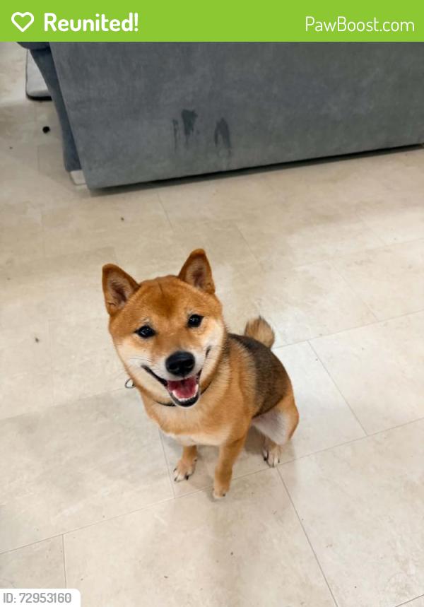 Reunited Male Dog last seen Straus Rd, Cedar Hill, TX 75104