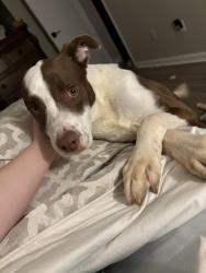 Lost Male Dog last seen Near Stratford Dr., Oklahoma City, OK 73120