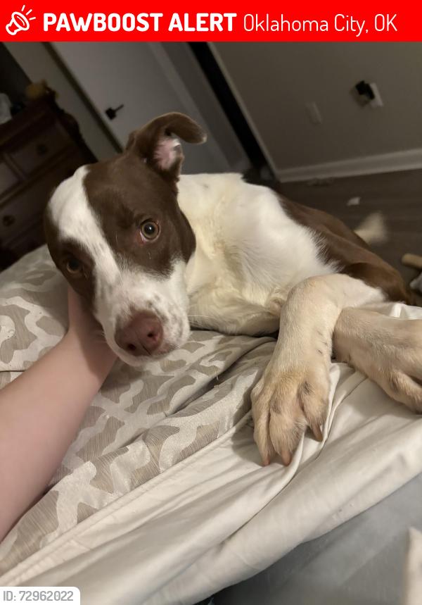 Lost Male Dog last seen Near Stratford Dr., Oklahoma City, OK 73120