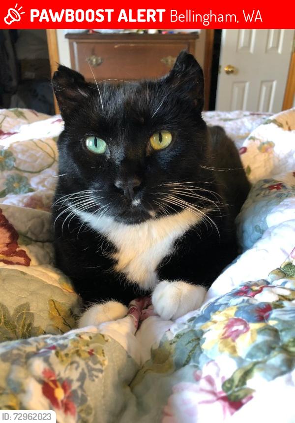 Lost Male Cat last seen Cody/Samish HWY , Bellingham, WA 98229
