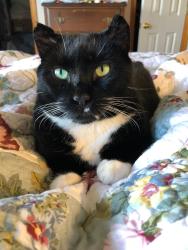 Lost Male Cat last seen Cody/Samish HWY , Bellingham, WA 98229