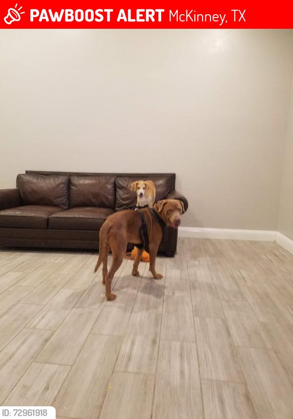 Lost Male Dog last seen McKinney somewhere  no t sure, McKinney, TX 75069