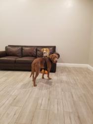 Lost Male Dog last seen McKinney somewhere  no t sure, McKinney, TX 75069