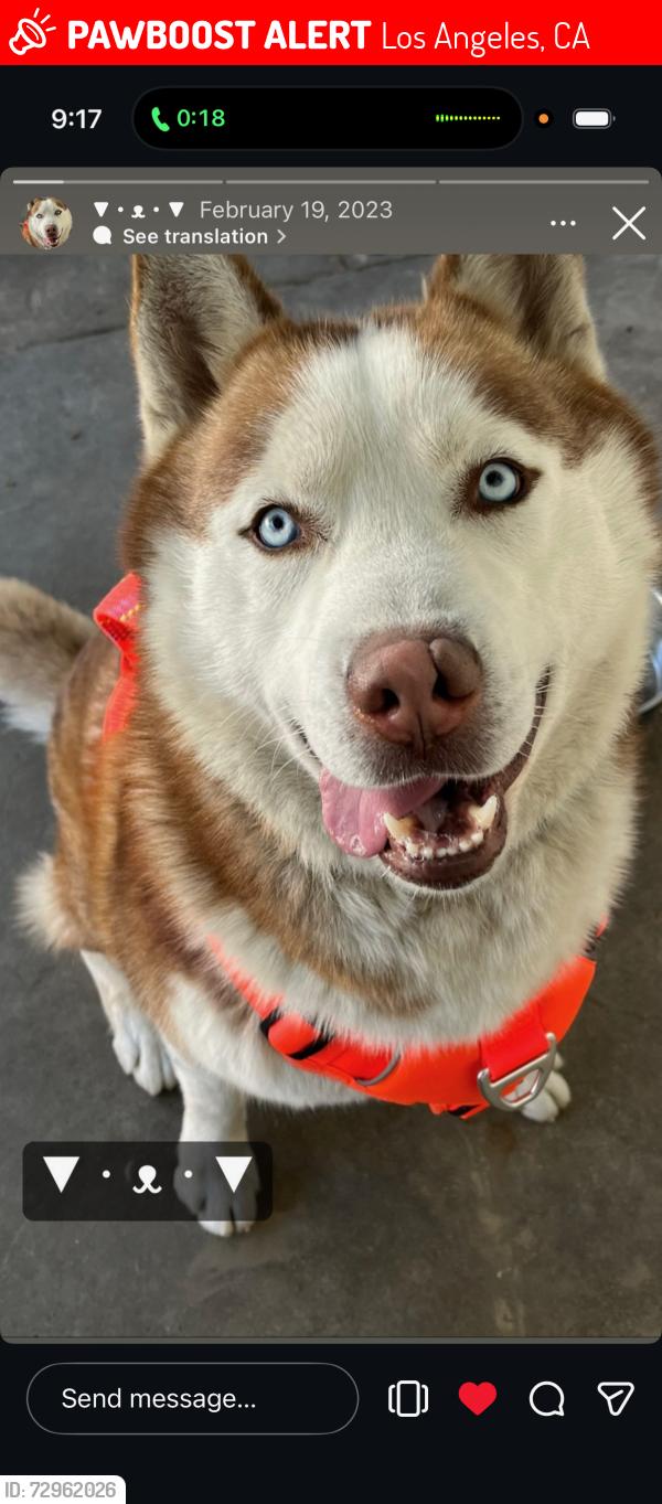 Lost Male Dog last seen Kester / Van Nuys , Los Angeles, CA 91405