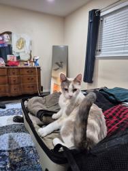 Lost Female Cat last seen McRay and Janet st. , Springdale, AR 72762