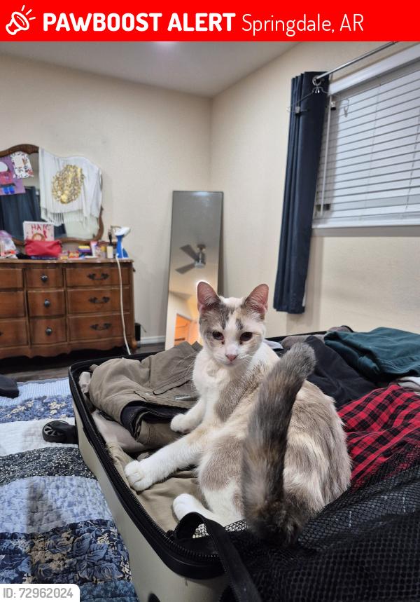 Lost Female Cat last seen McRay and Janet st. , Springdale, AR 72762