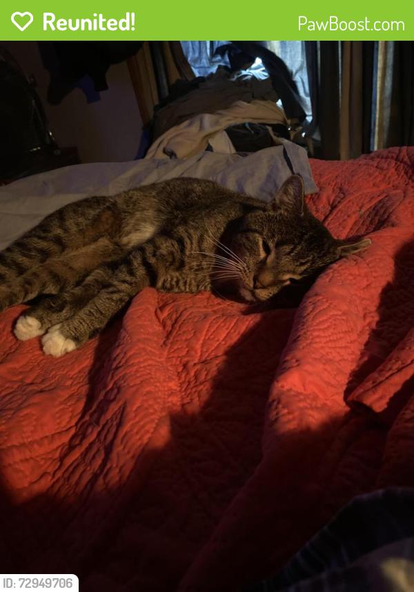 Reunited Male Cat last seen Page and portage, Jackson, MI 49201