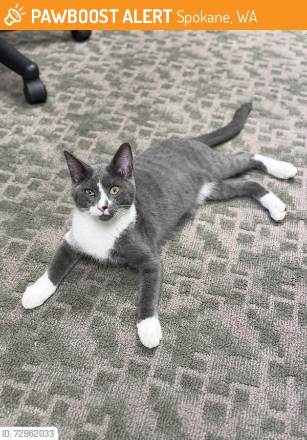 Found/Stray Male Cat last seen Grand blvd, Spokane, WA 99203
