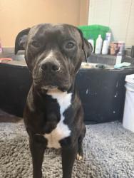 Found/Stray Male Dog last seen Getcha Sum ice cream shop, Mansfield, TX 76063