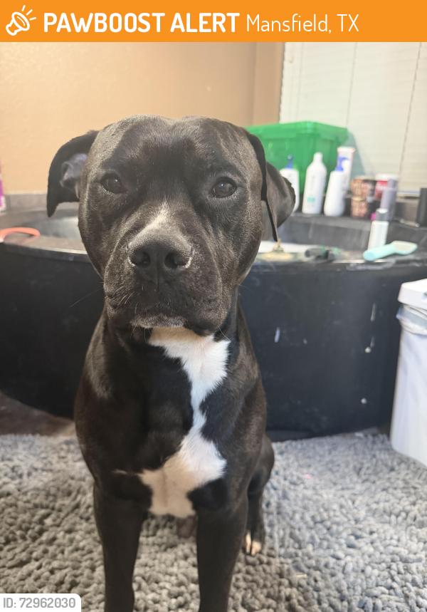 Found/Stray Male Dog last seen Getcha Sum ice cream shop, Mansfield, TX 76063