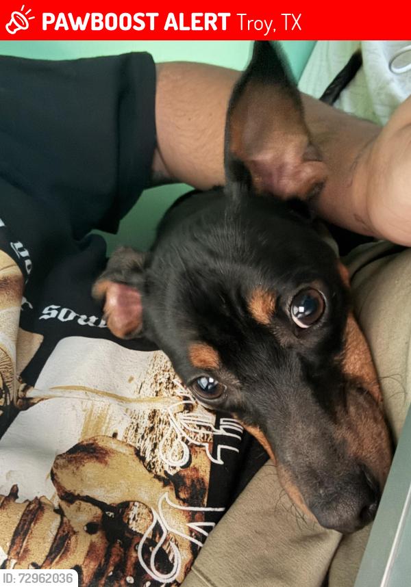 Lost Male Dog last seen Main st, Troy, TX 76579