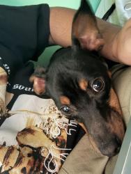 Lost Male Dog last seen Main st, Troy, TX 76579