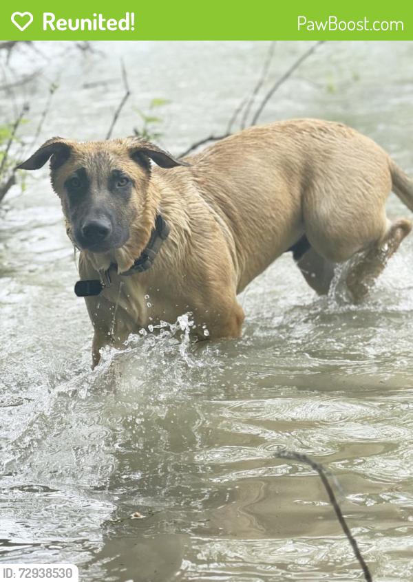 Reunited Male Dog last seen Near Lavon lake , Princeton, TX 75407