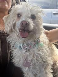 Found/Stray Female Dog last seen Tramway Blvd & I-40, Albuquerque, NM 87123