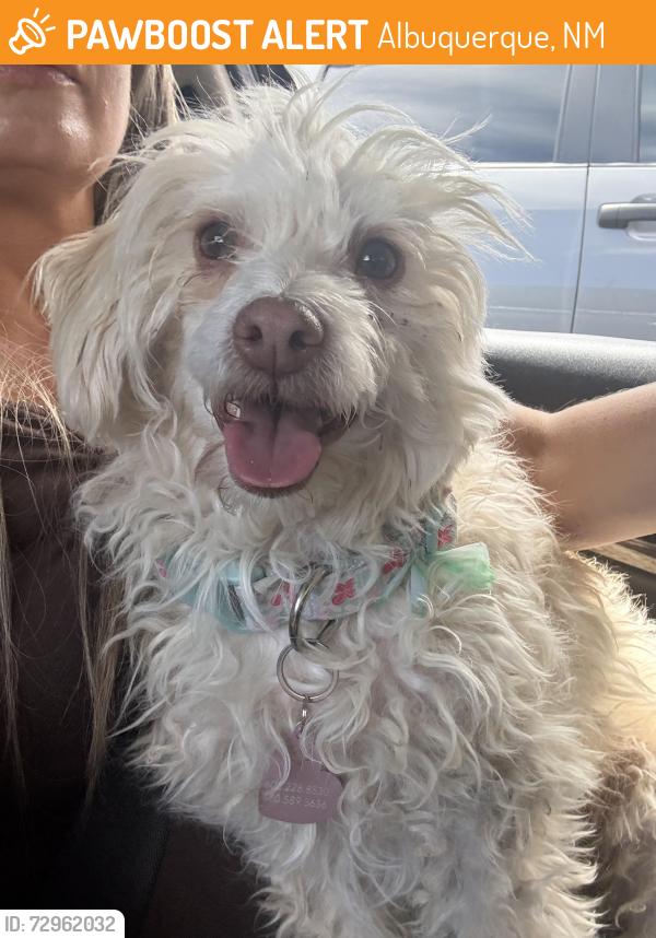 Found/Stray Female Dog last seen Tramway Blvd & I-40, Albuquerque, NM 87123