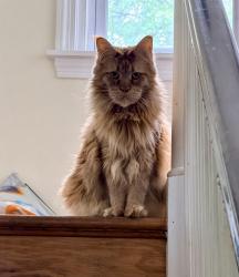 Lost Male Cat last seen Glentay and Eldon, Lansdowne, PA 19050
