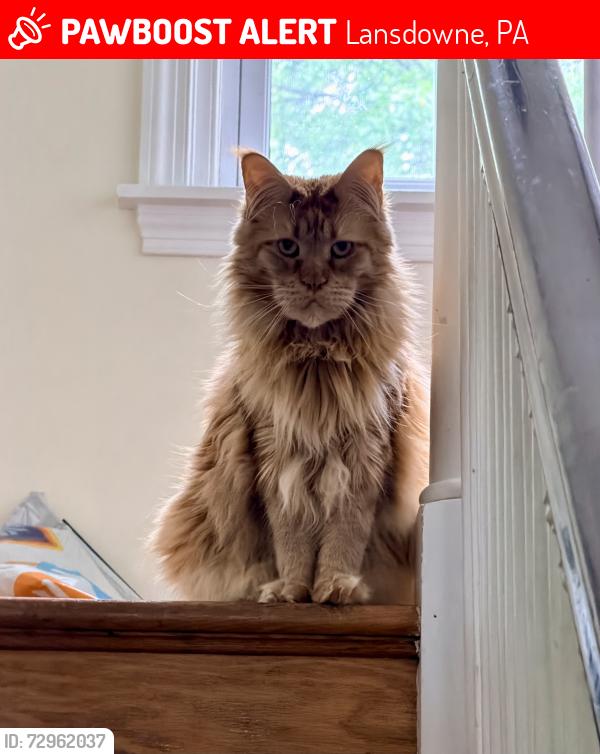 Lost Male Cat last seen Glentay and Eldon, Lansdowne, PA 19050