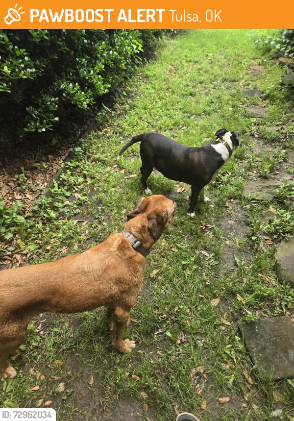 Found/Stray Male Dog last seen Near west 63rd st south tulsa ok 74132, Tulsa, OK 74132