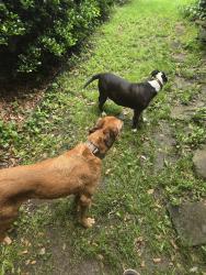 Found/Stray Male Dog last seen Near west 63rd st south tulsa ok 74132, Tulsa, OK 74132