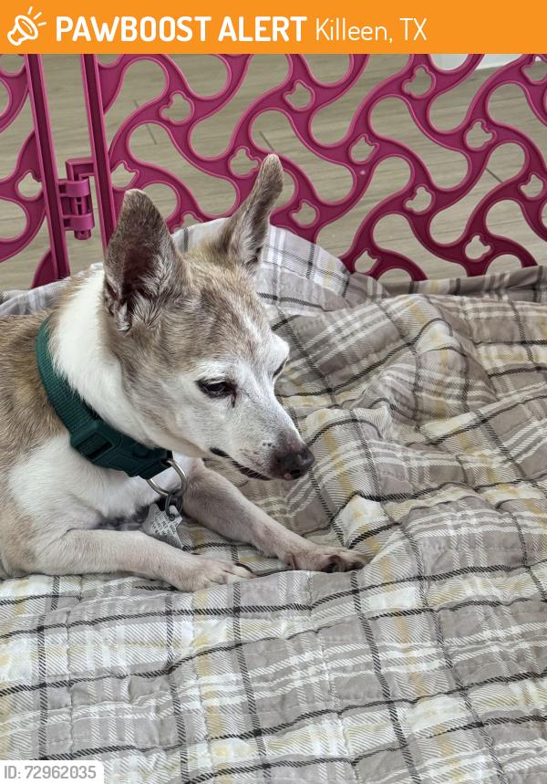 Found/Stray Male Dog last seen Near road runner een, Killeen, TX 76542