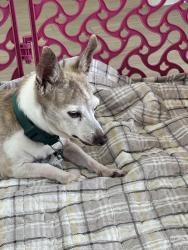 Found/Stray Male Dog last seen Near road runner een, Killeen, TX 76542