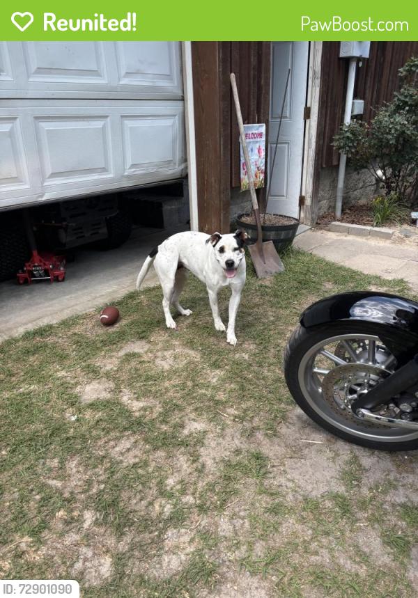 Reunited Female Dog last seen Near Hoover road, Harnett County, NC 27332