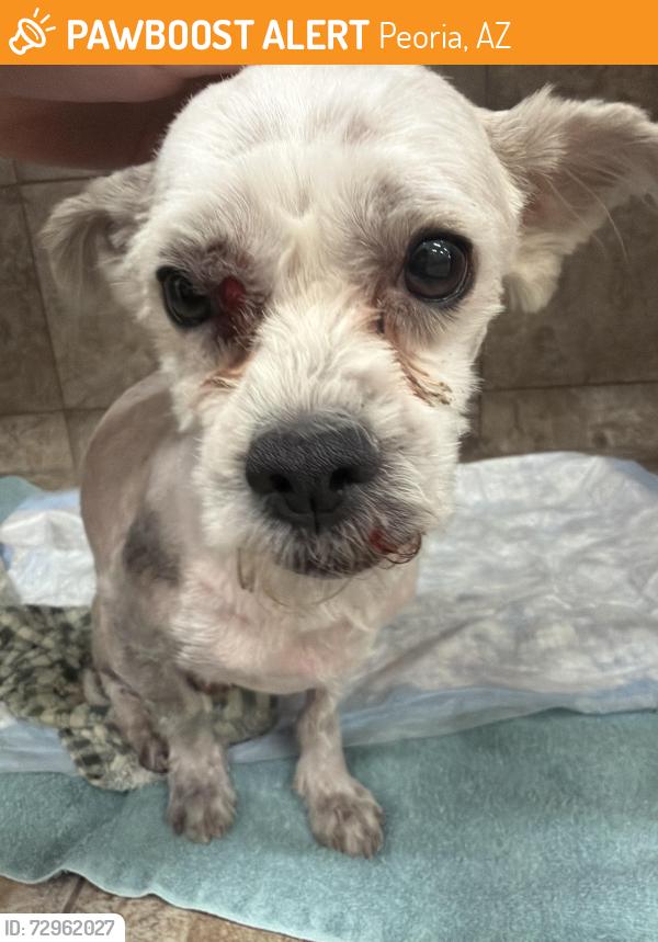 Found/Stray Male Dog last seen N 77th Dr & W Cactus Rd, Peoria, AZ 85381