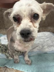 Found/Stray Male Dog last seen N 77th Dr & W Cactus Rd, Peoria, AZ 85381